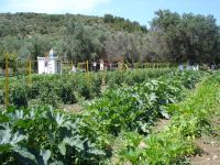 Vatera Beach Hotel's own organic farm