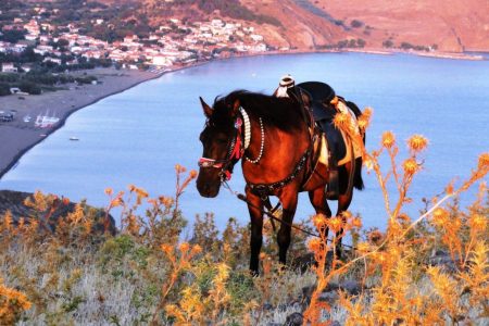 Sightseeing Trips & Tours Sightseeing Trips & Tours