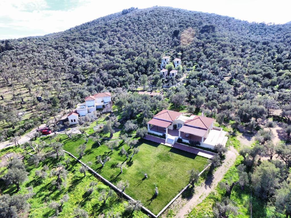 GERA’S OLIVE GROVE
